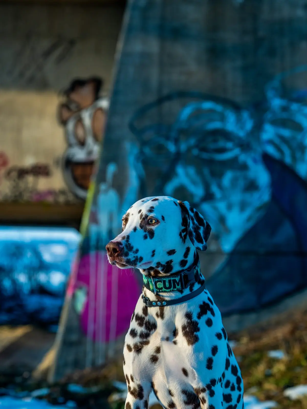 Dalmatiner-Portrait vor Graffiti-Wand