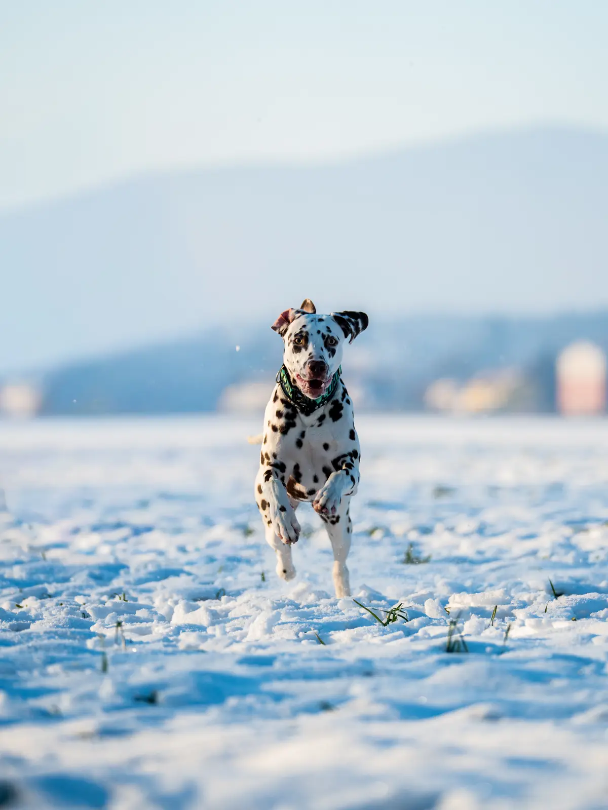 Hund in Bewegung