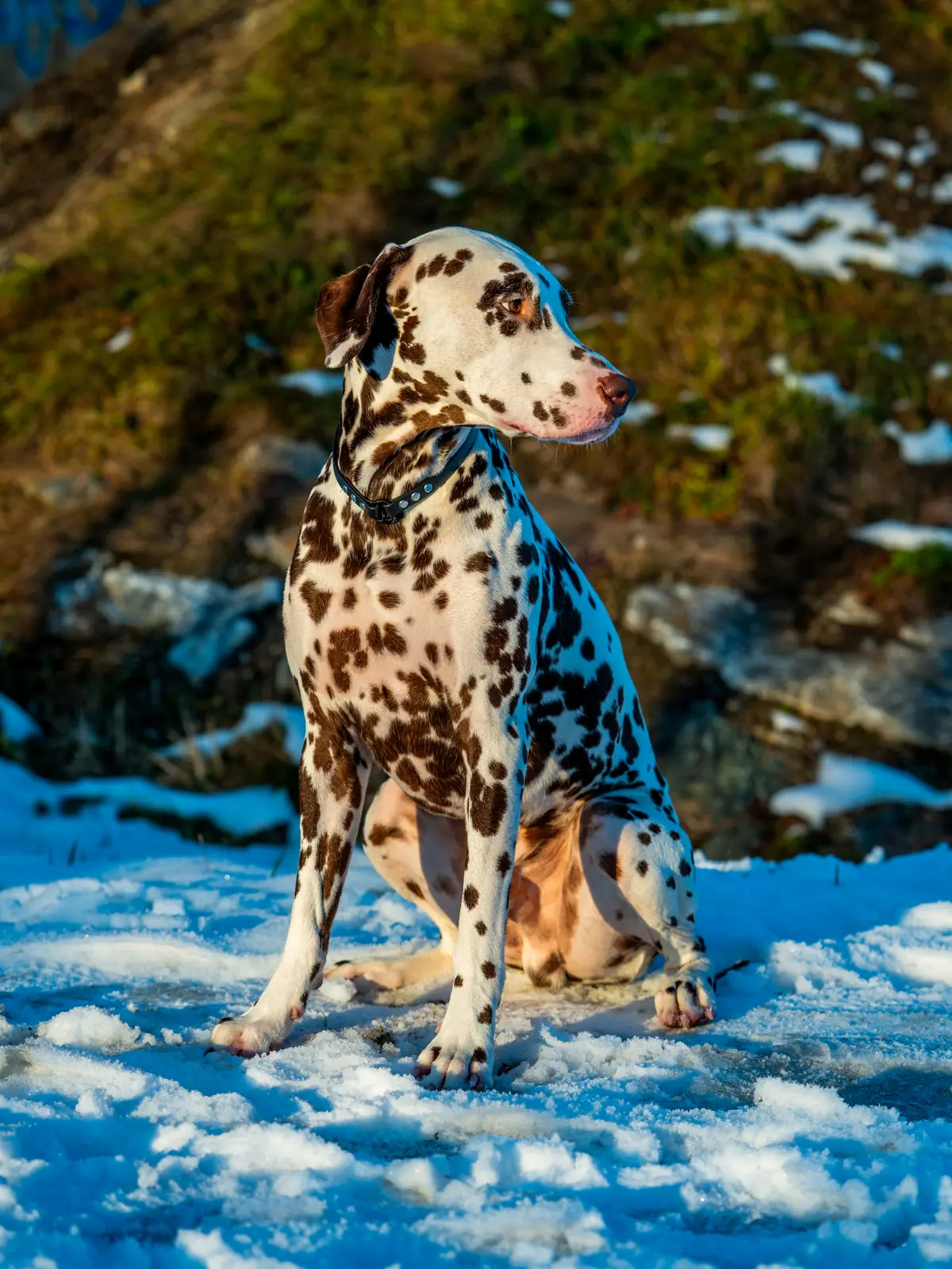 Sitzender Hund im Portrait