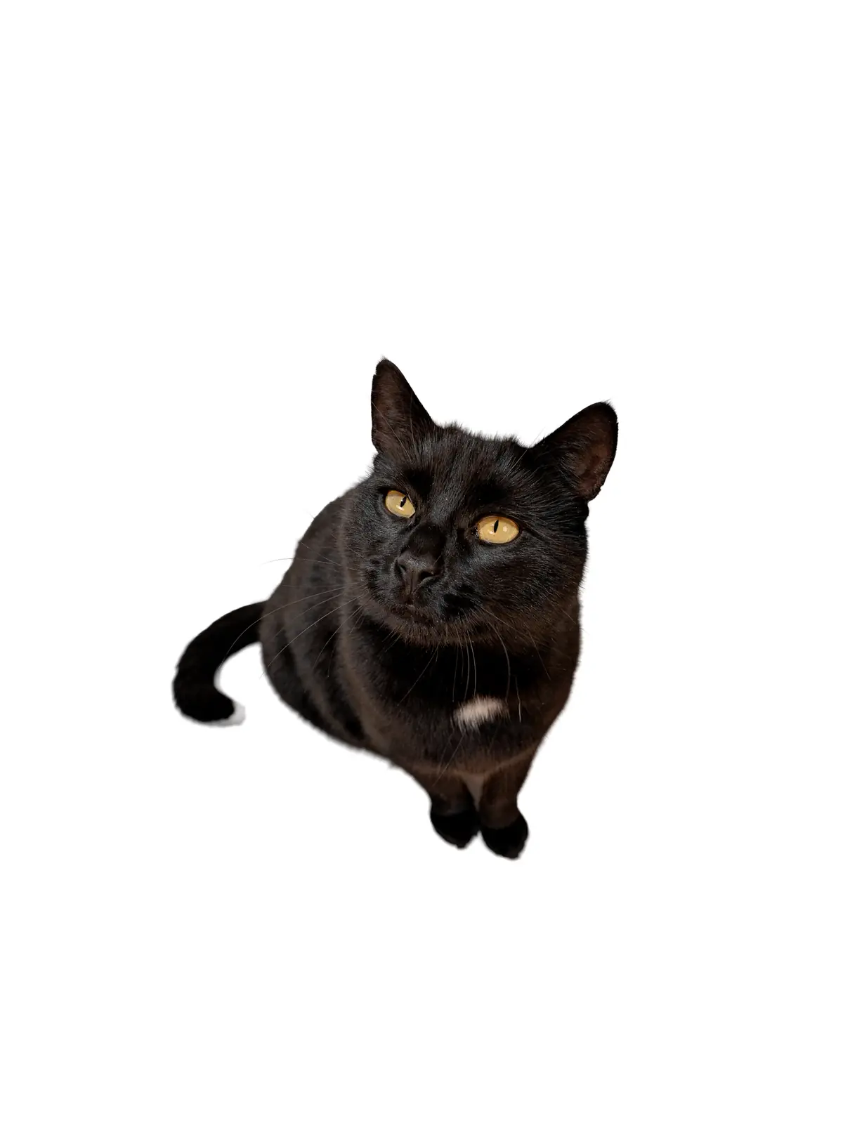 Katze von oben fotografiert