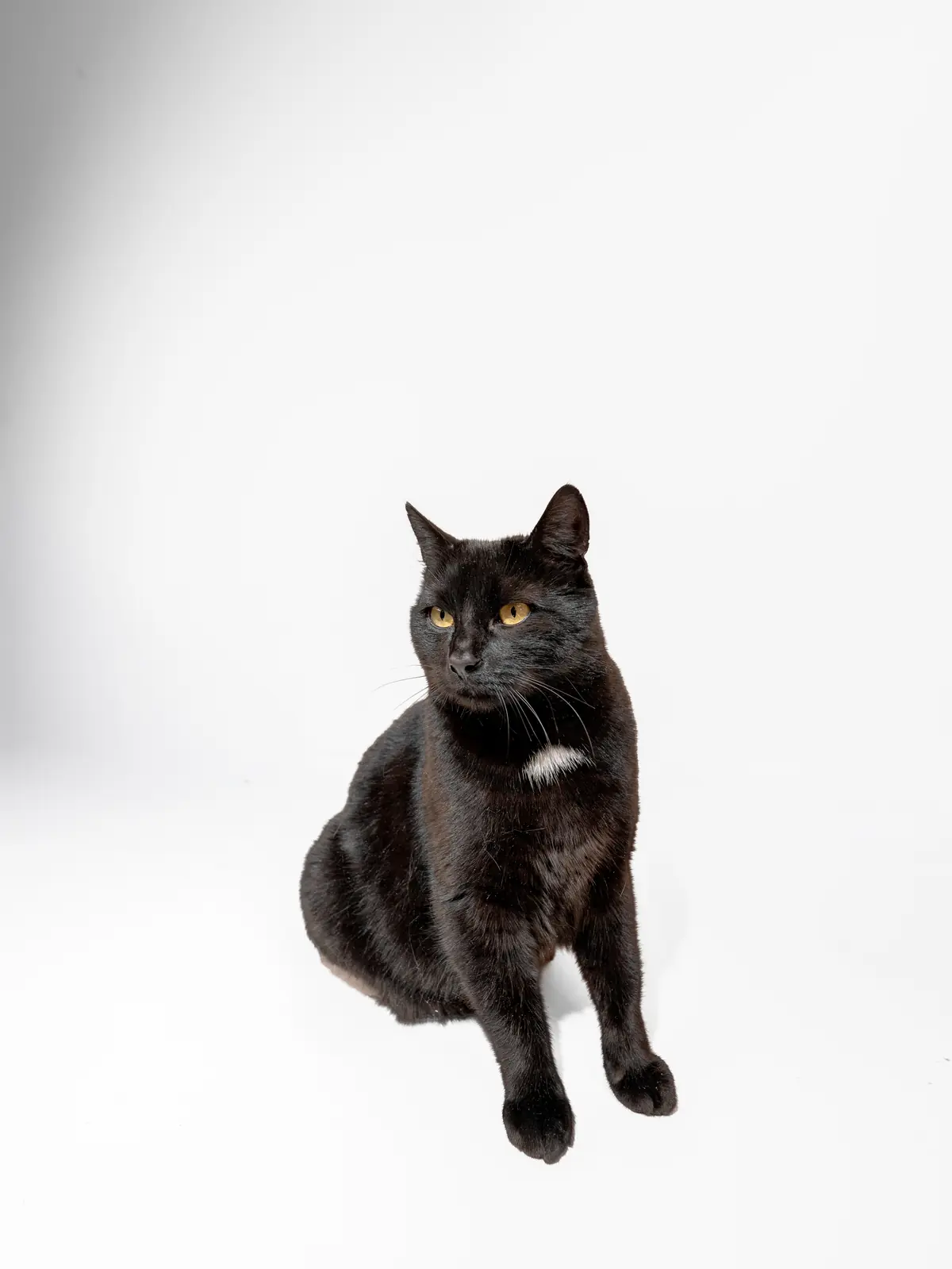 Katze frontal portraitiert